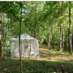 Forest drawings....... Forest I