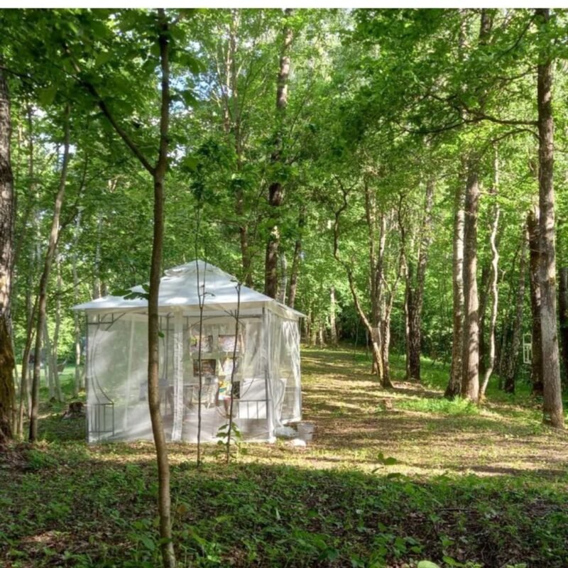 Forest drawings....... Forest I